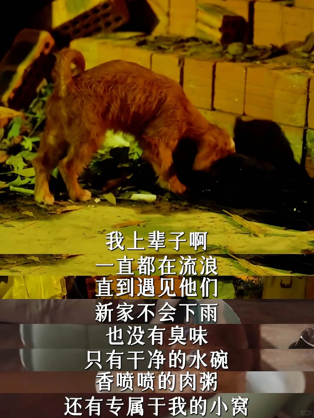 看哭了，原来盖世英雄是一只狗狗！