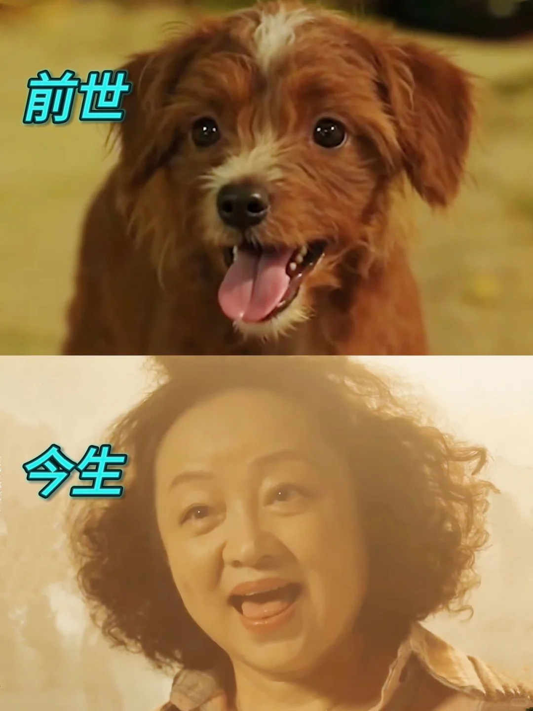 看哭了，原来盖世英雄是一只狗狗！