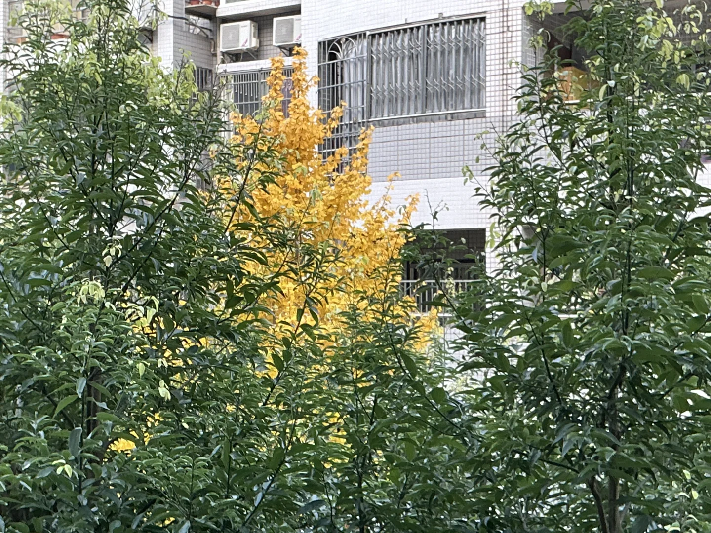 高三1207 月考倒计时17