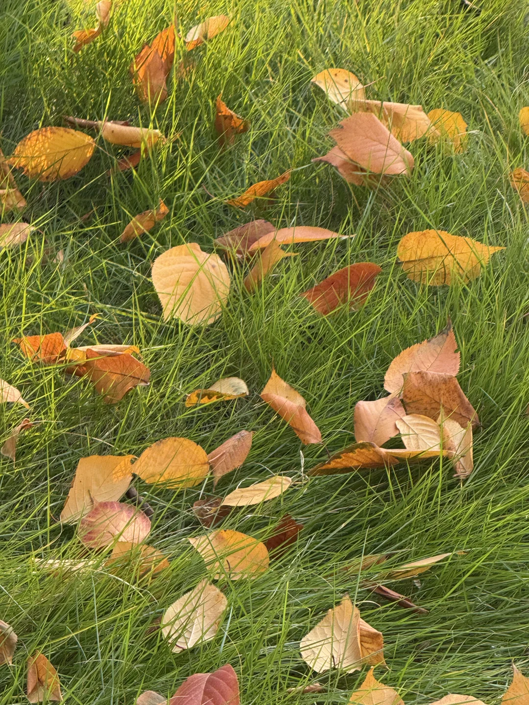 从北校到南校的距离