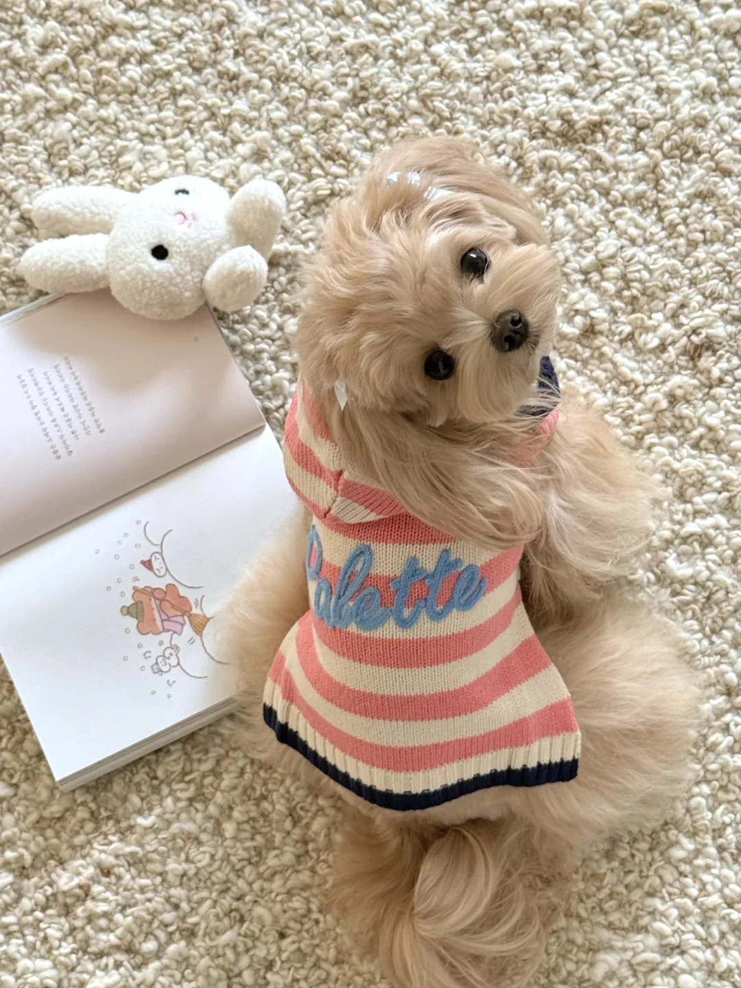 ‧˖⁺ 𓋼 ˵^•𖥦•^˵ 𓈒꙳⋆