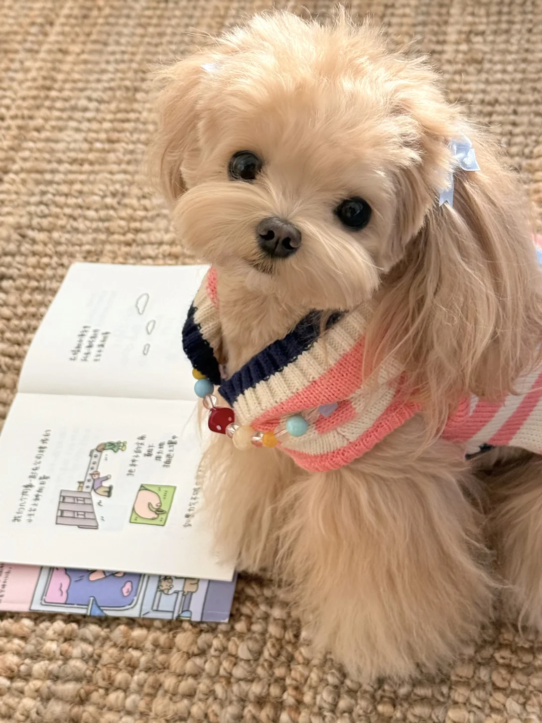 ‧˖⁺ 𓋼 ˵^•𖥦•^˵ 𓈒꙳⋆