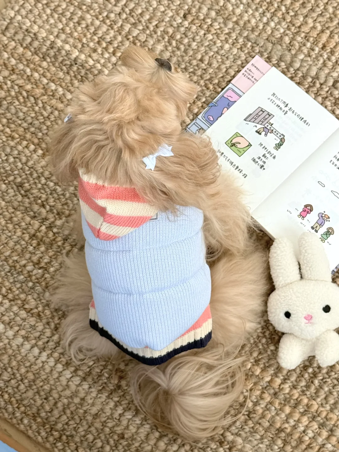 ‧˖⁺ 𓋼 ˵^•𖥦•^˵ 𓈒꙳⋆