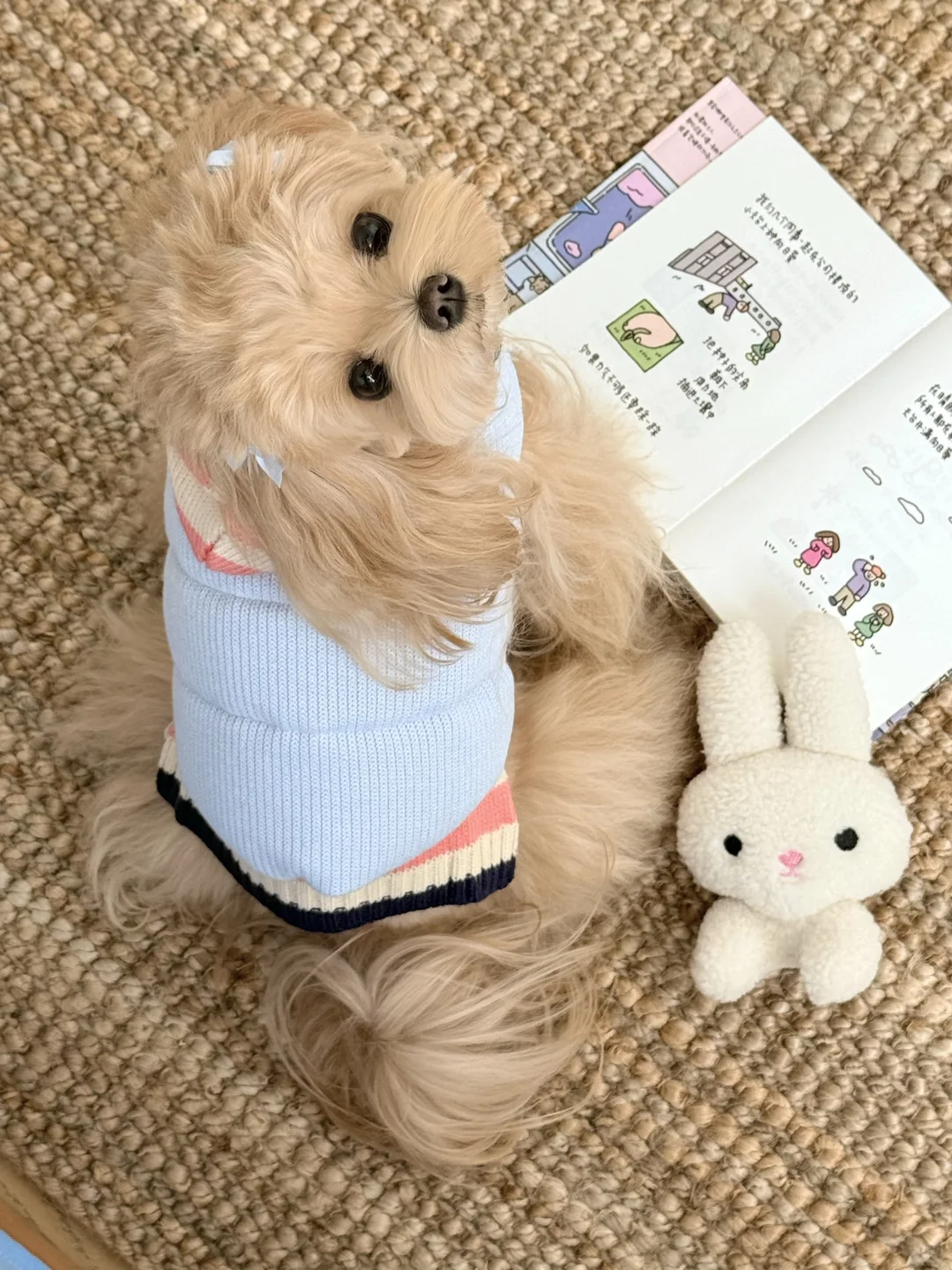 ‧˖⁺ 𓋼 ˵^•𖥦•^˵ 𓈒꙳⋆