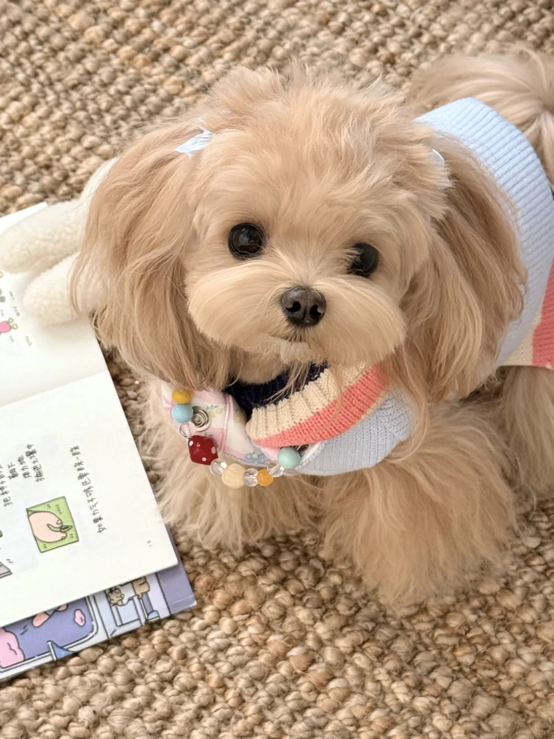 ‧˖⁺ 𓋼 ˵^•𖥦•^˵ 𓈒꙳⋆