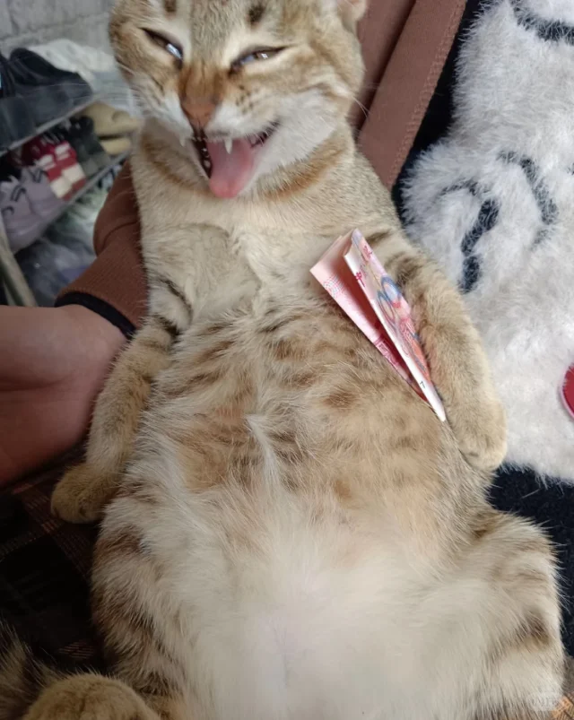 审美积累or审丑积累