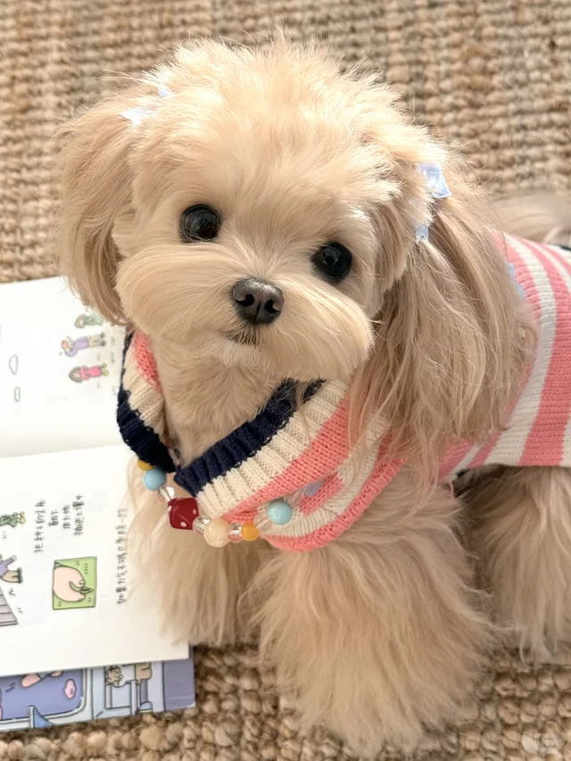 ‧˖⁺ 𓋼 ˵^•𖥦•^˵ 𓈒꙳⋆