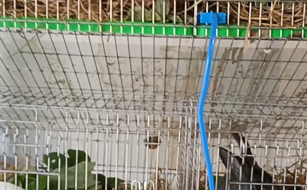 爆款短剧编剧曹峰最好的朋友是兔子