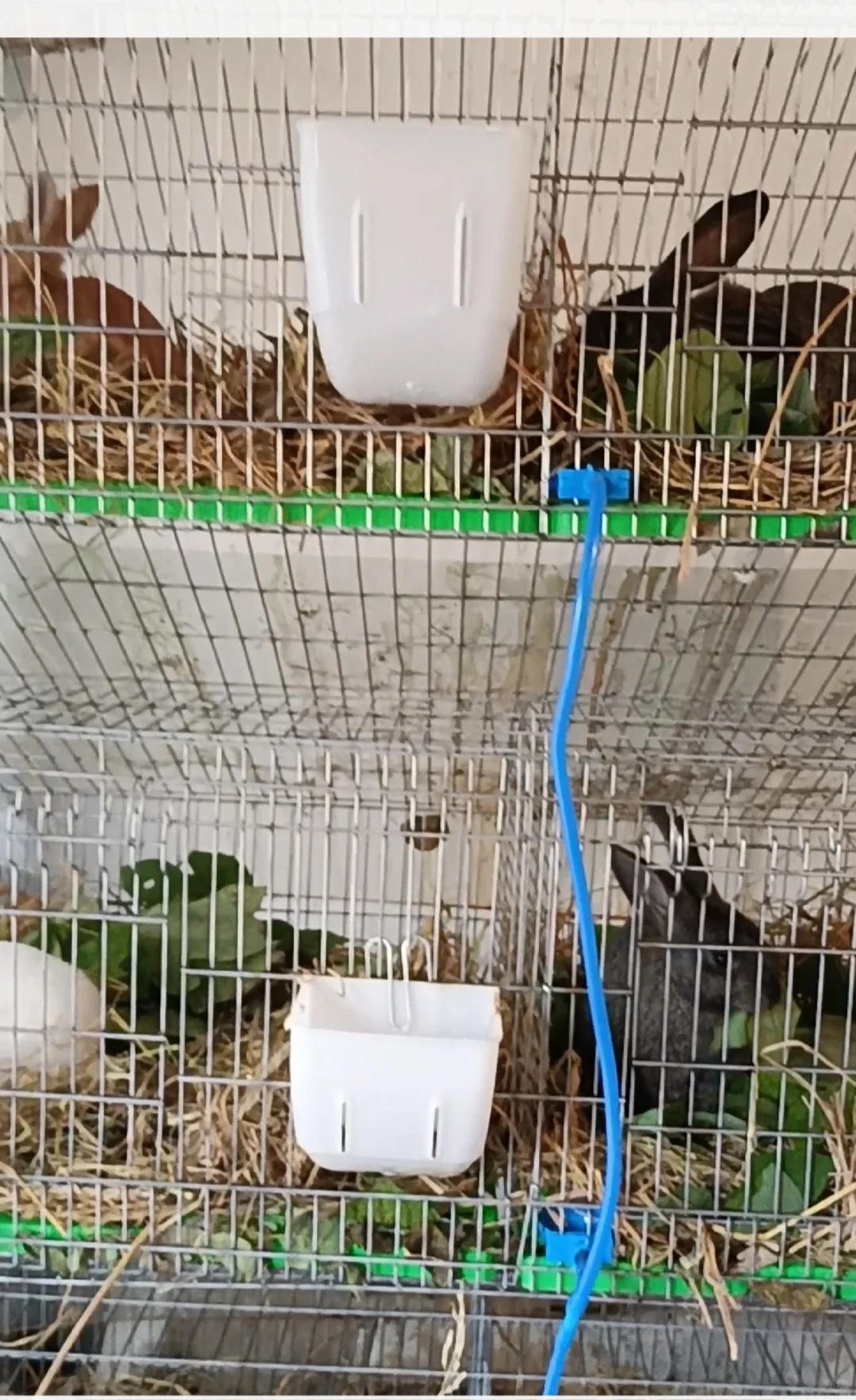 爆款短剧编剧曹峰最好的朋友是兔子