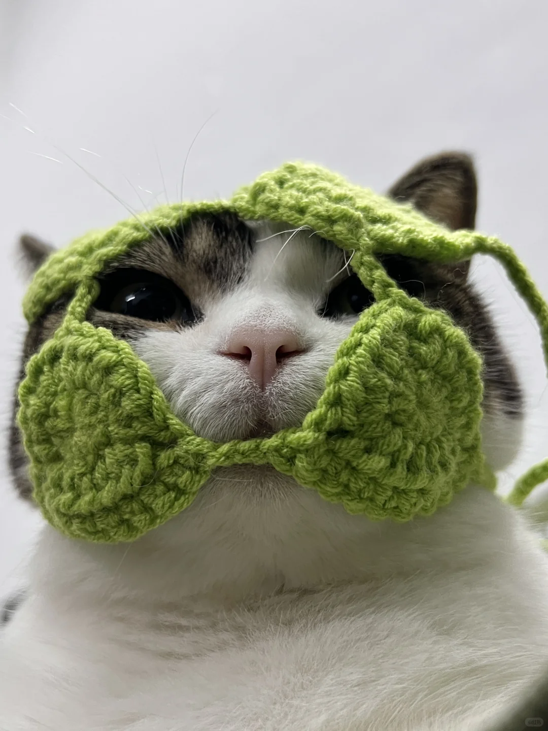 没拍到会后悔一辈子！