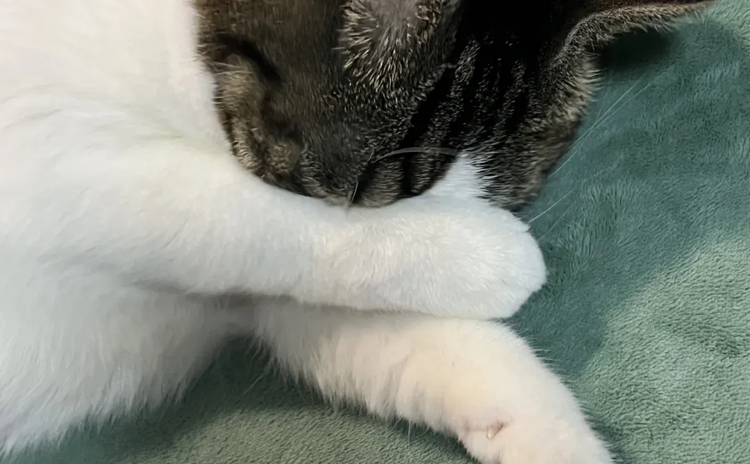 没拍到会后悔一辈子！