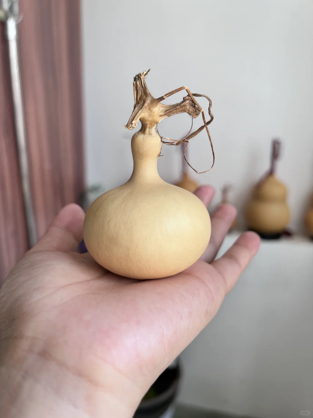 部分葫芦记录🤗期待它们的变化