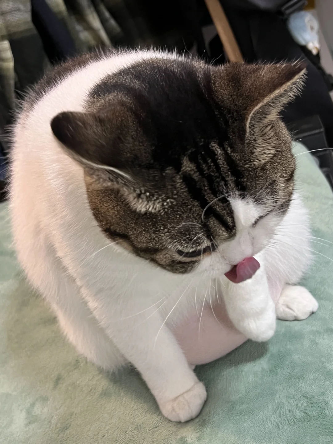 没拍到会后悔一辈子！