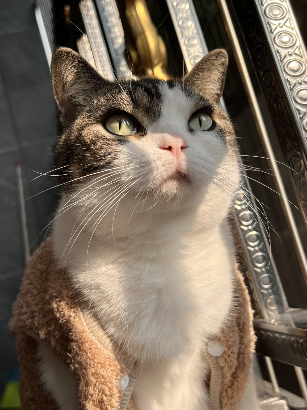 没拍到会后悔一辈子！