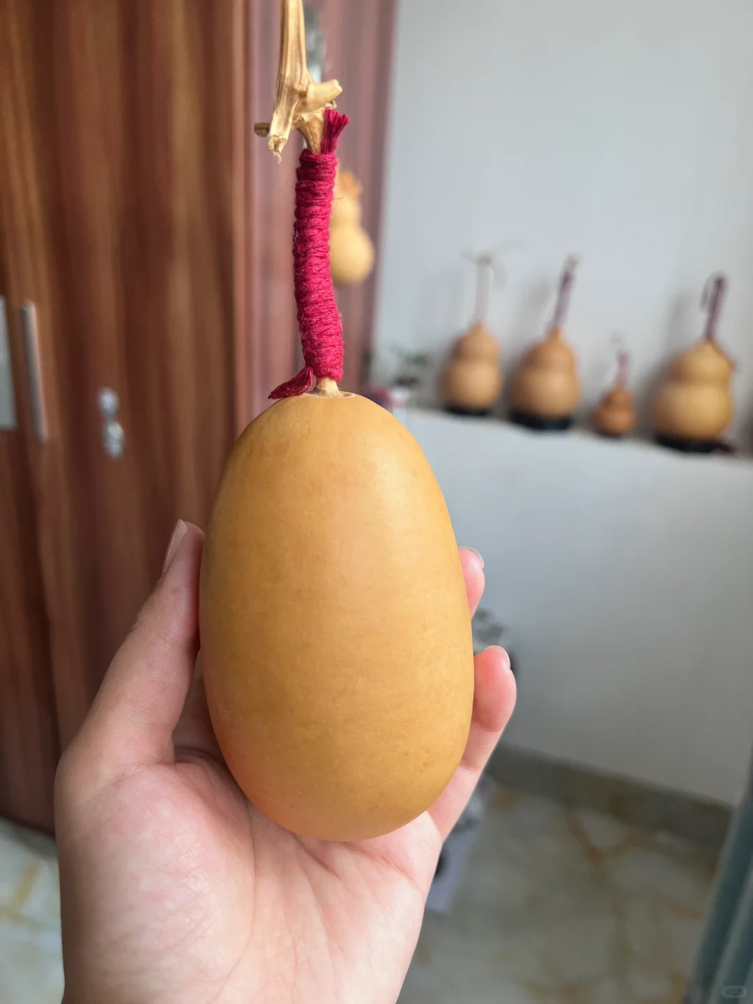 部分葫芦记录🤗期待它们的变化