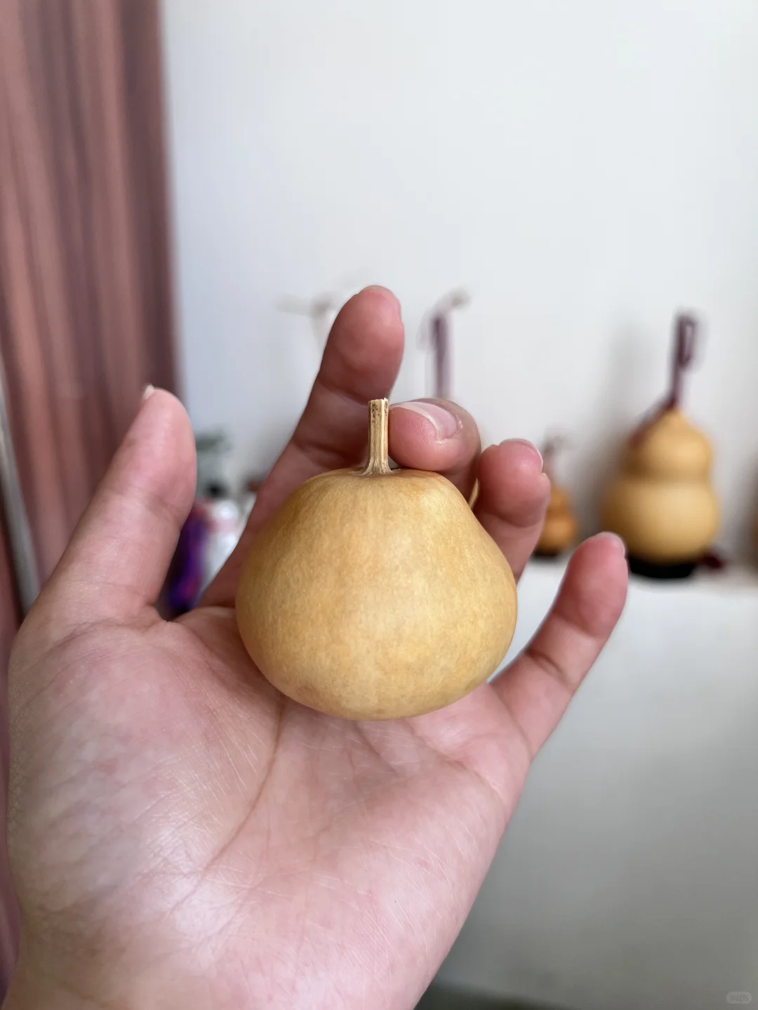 部分葫芦记录🤗期待它们的变化