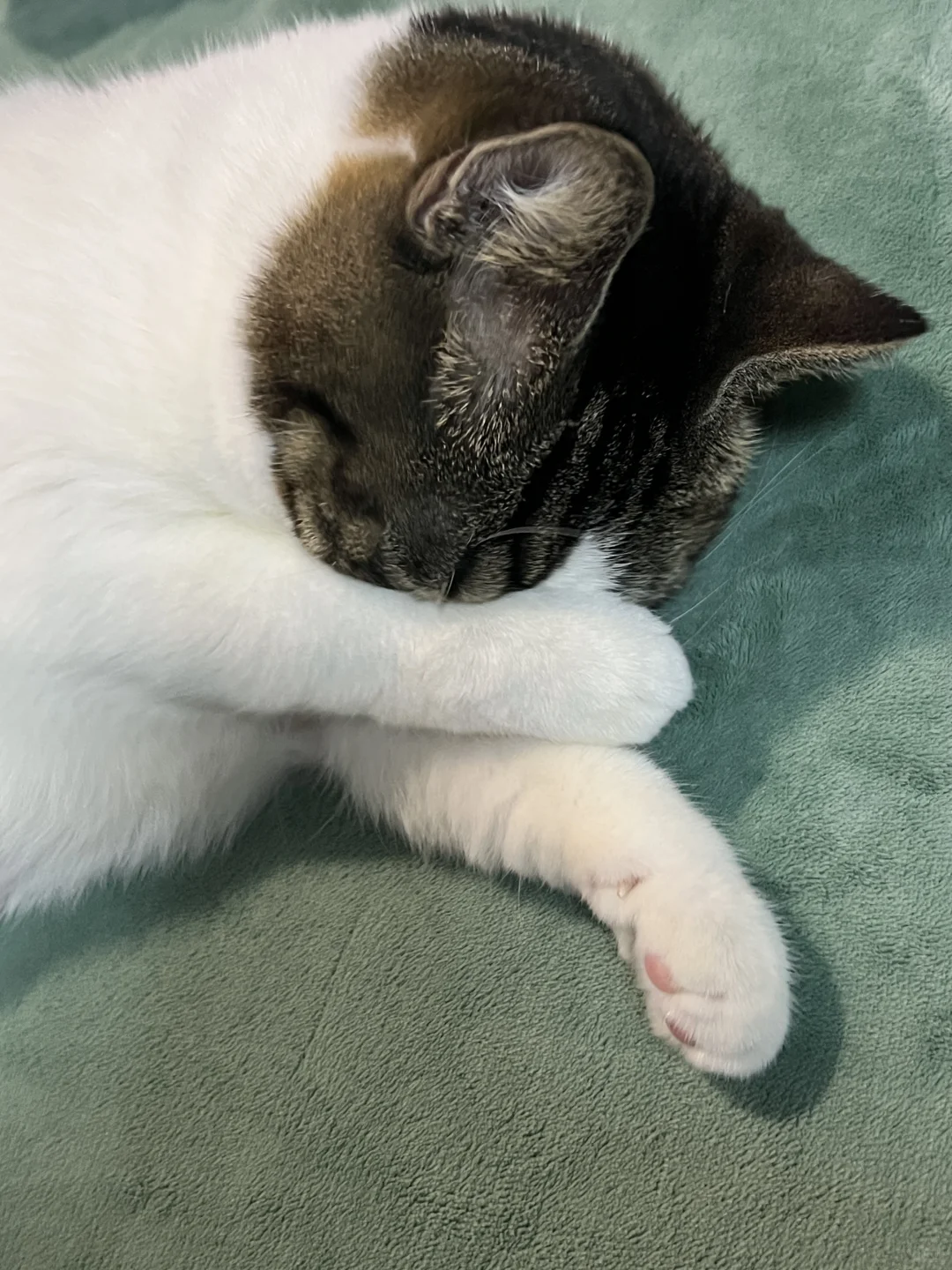 没拍到会后悔一辈子！