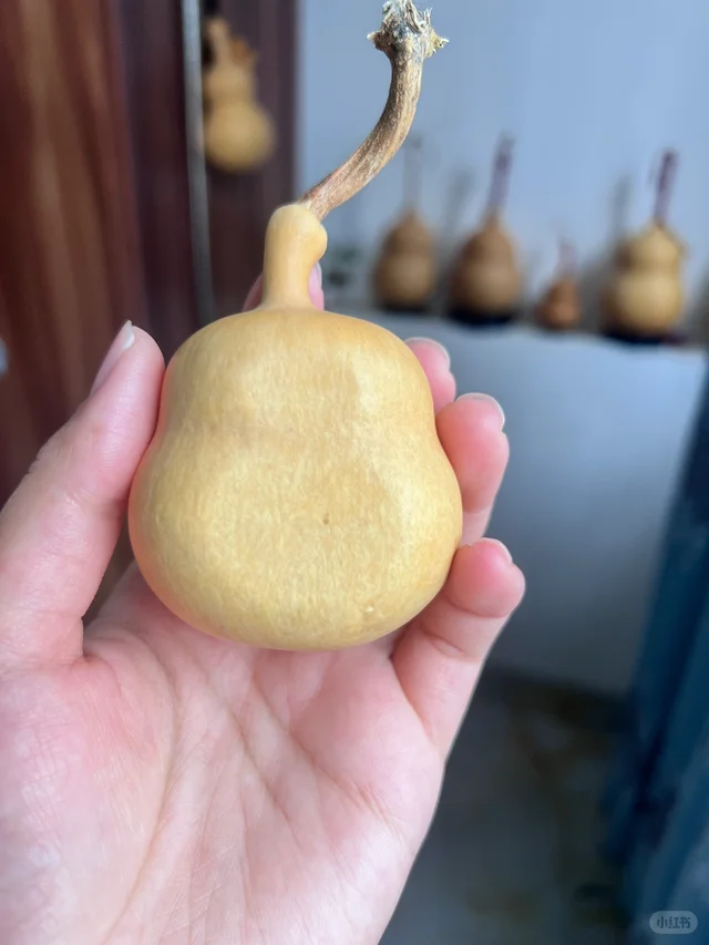 部分葫芦记录🤗期待它们的变化