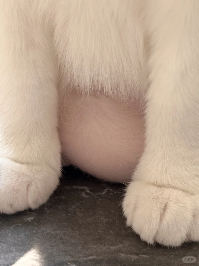 没拍到会后悔一辈子！