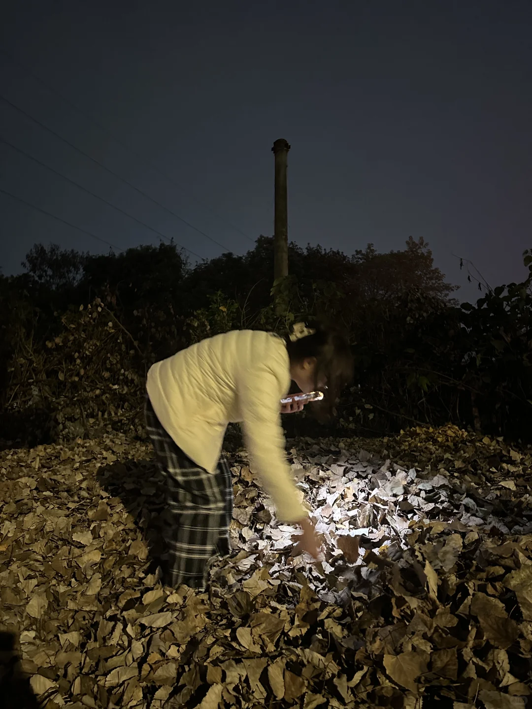 你们切星星树的人嘴是真严啊