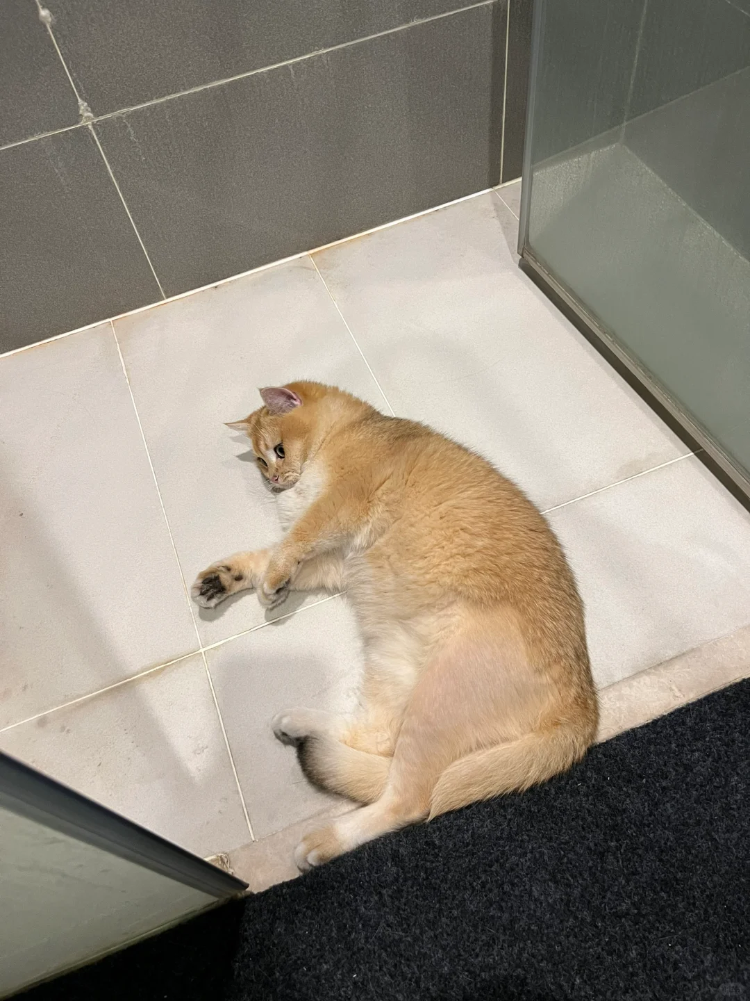 性感小猫在线秀腿😍
