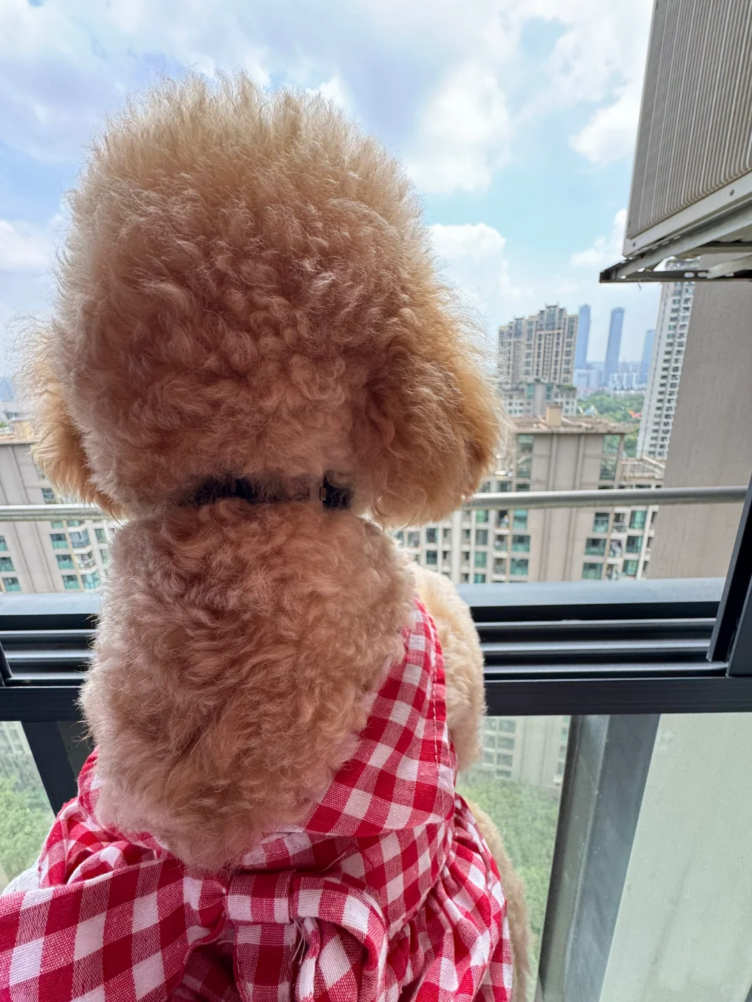 是谁家的性感小狗