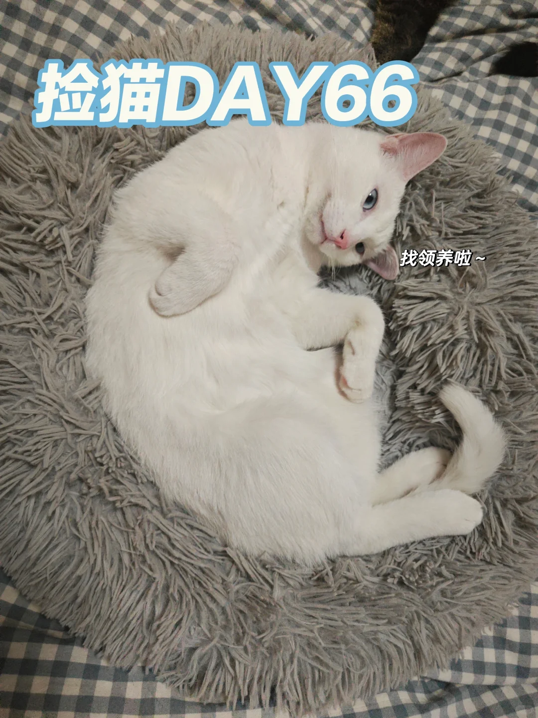 杭州领养|ee你看我性感嘛~