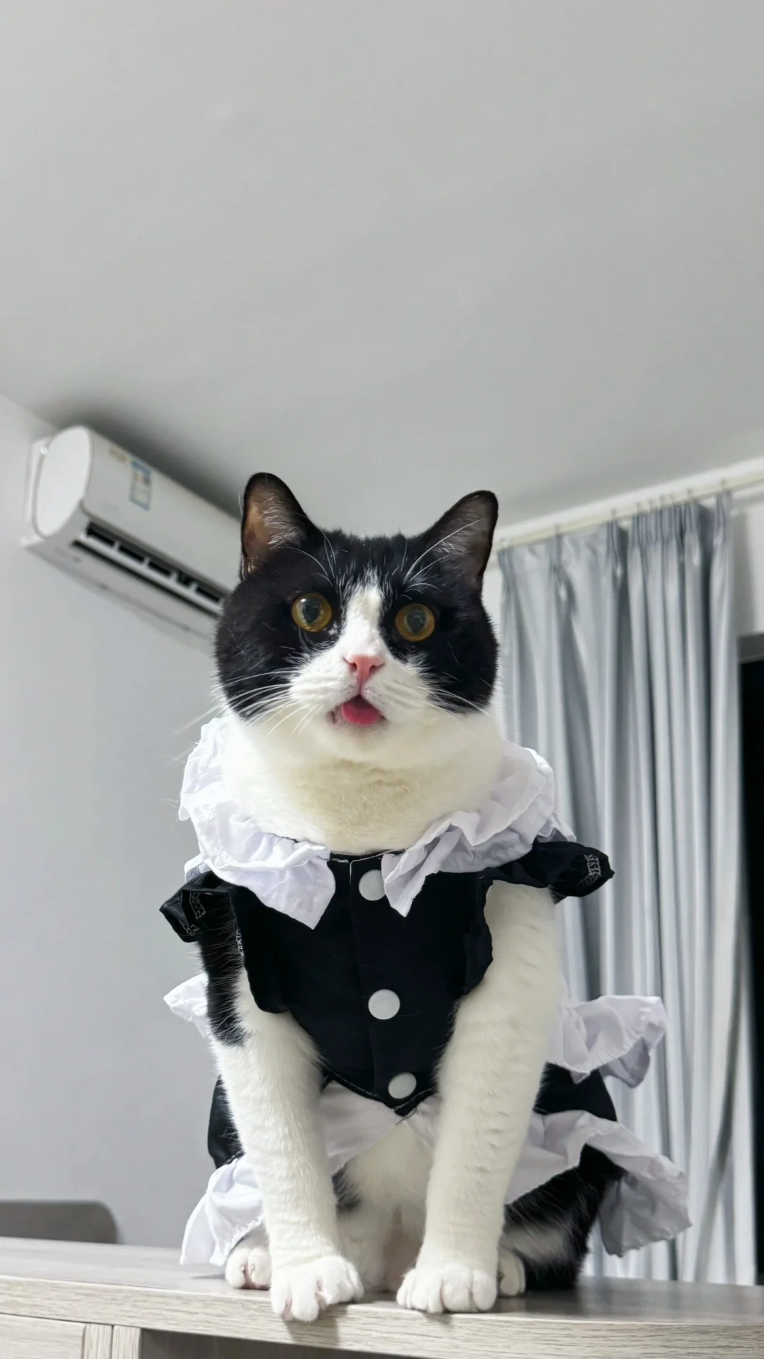 有这样的女仆小猫你几点回家