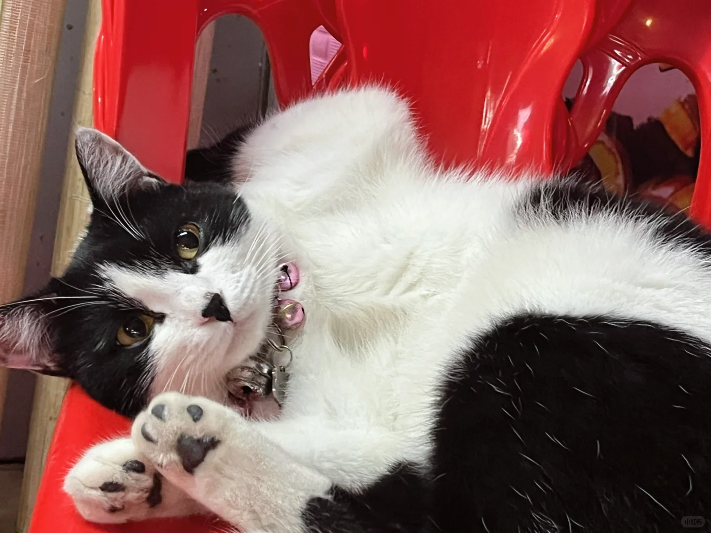 谁能想到一只猫竟然……….