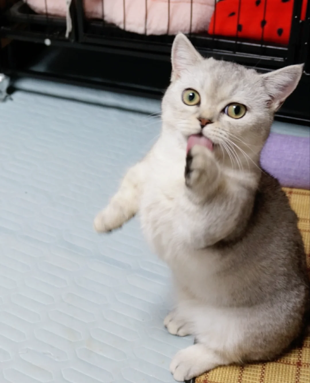 性感小猫🐱在线诱惑