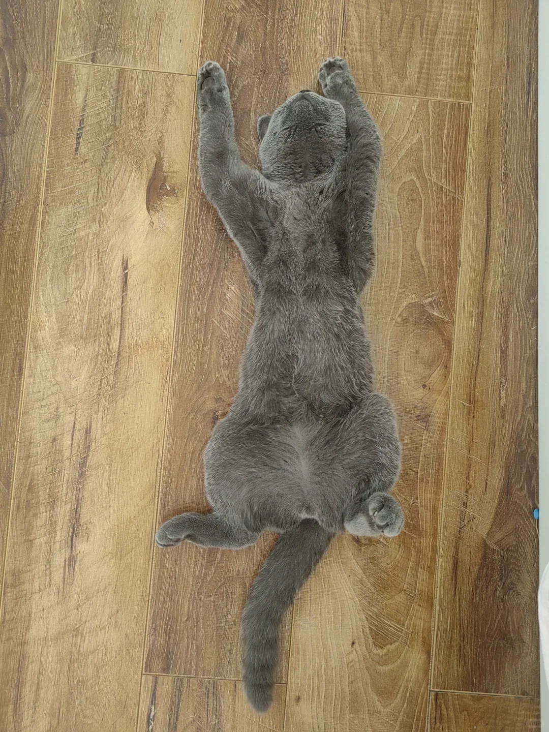 我家蓝猫这性感的大腿