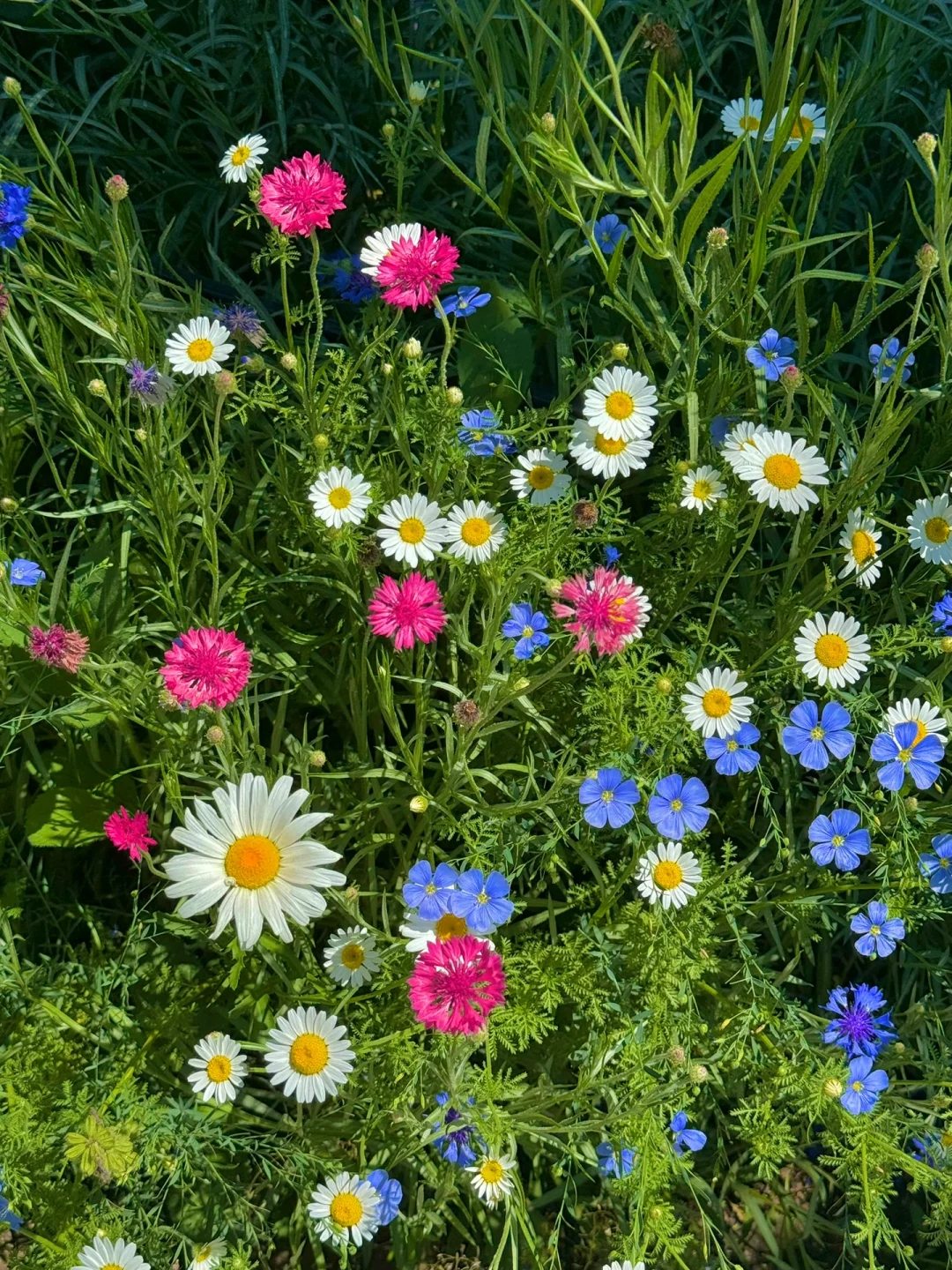 🌷奔跑在浪漫的初夏⁺  ‧₊˚