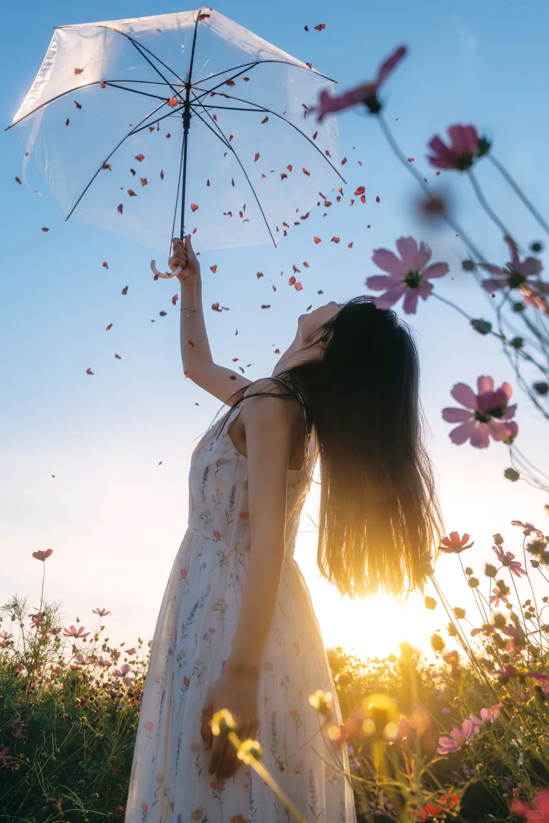 朋友说我把格桑花拍出了电影感