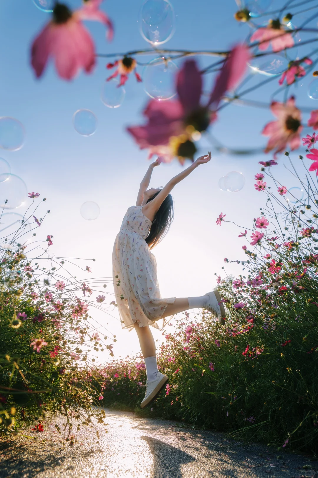 朋友说我把格桑花拍出了电影感