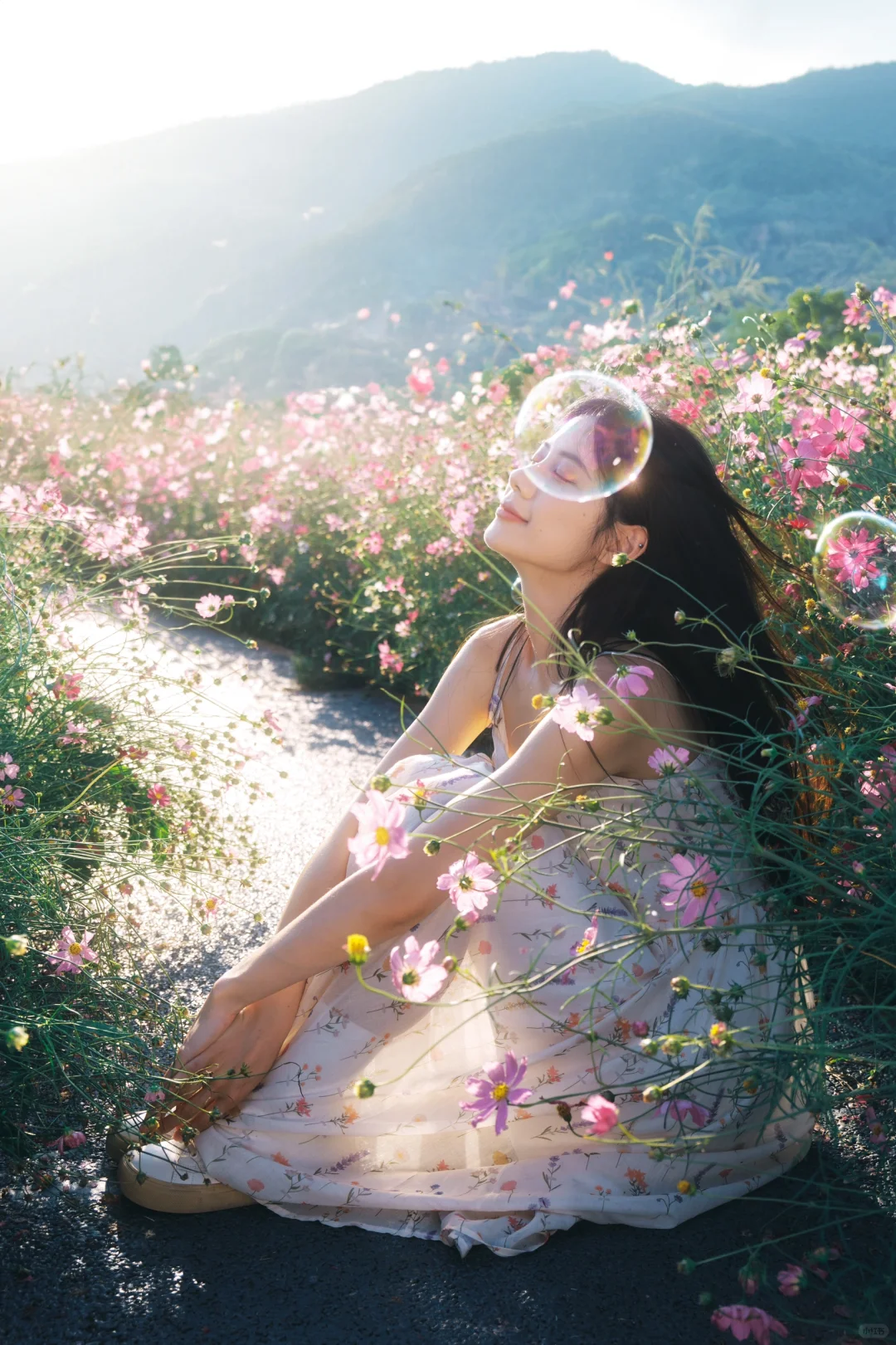 朋友说我把格桑花拍出了电影感