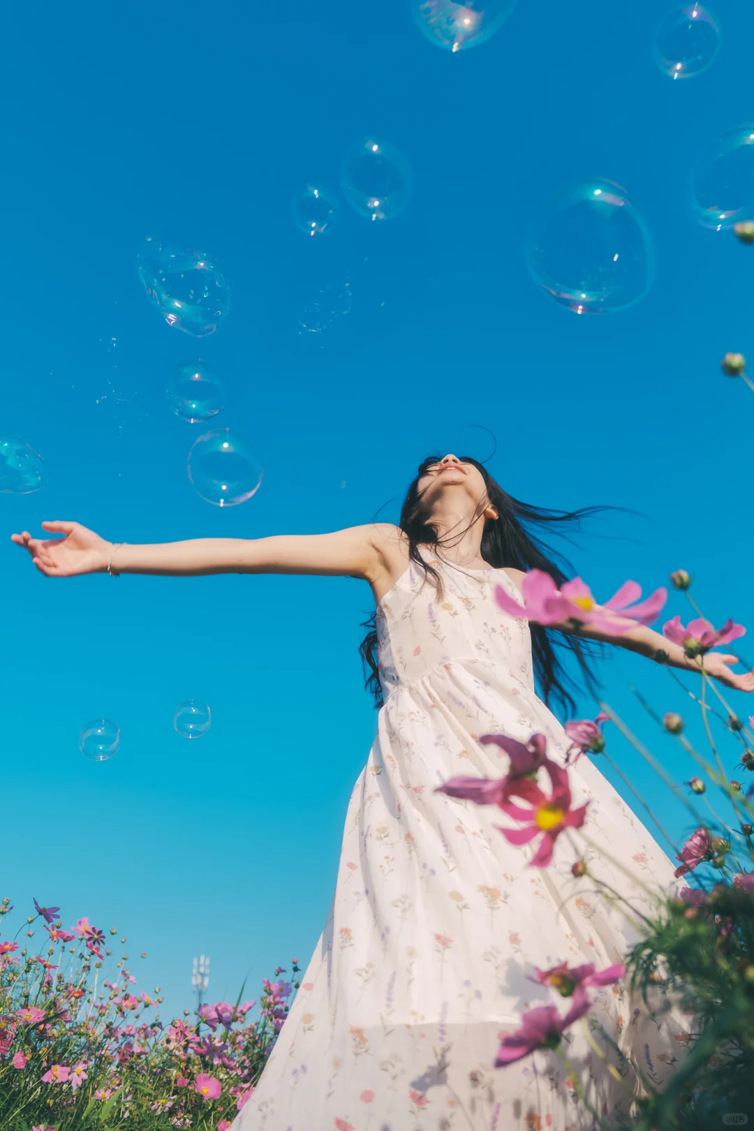 朋友说我把格桑花拍出了电影感