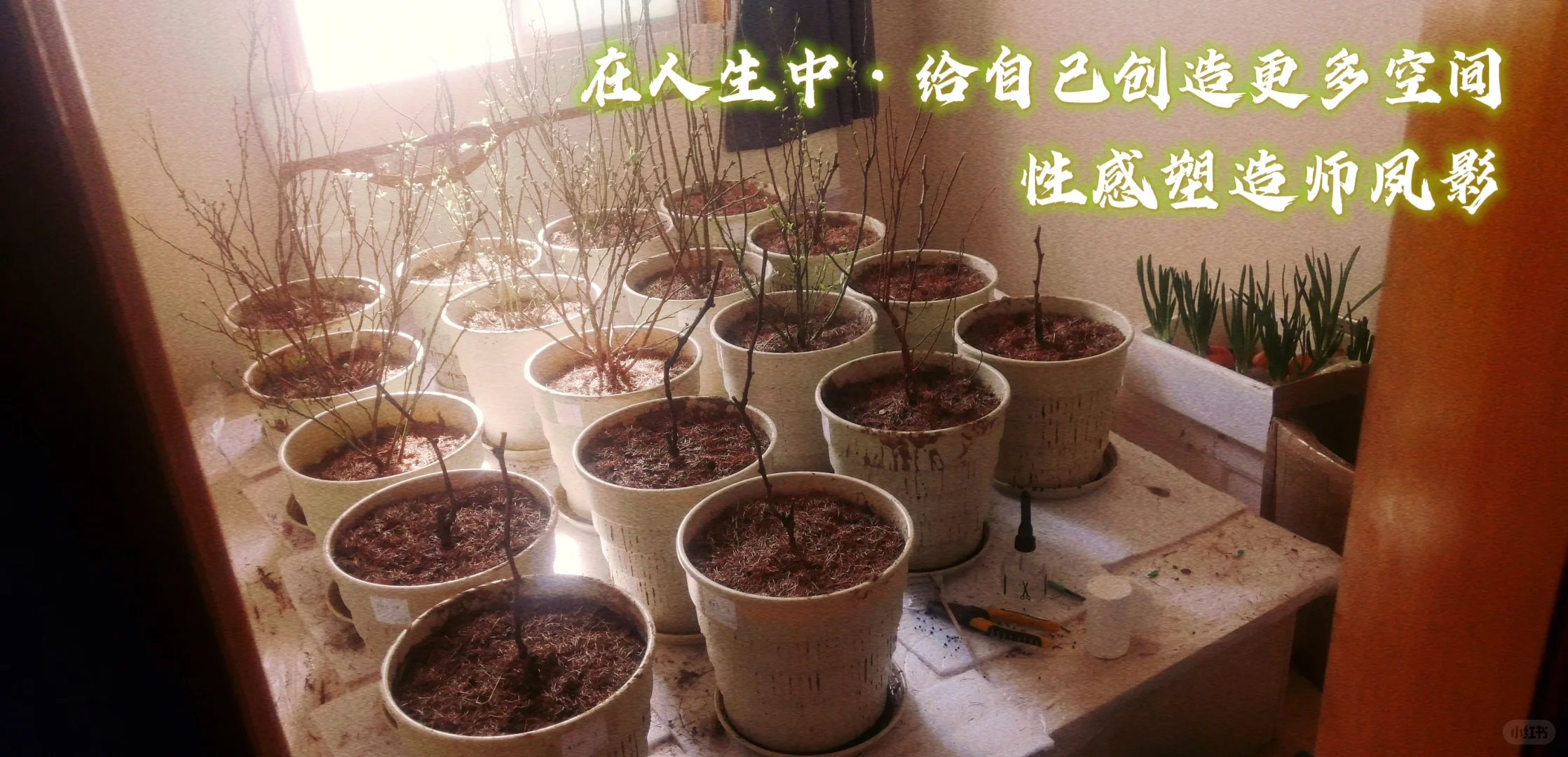 性感塑造师夙影·室内果蔬培育日志25.3.18