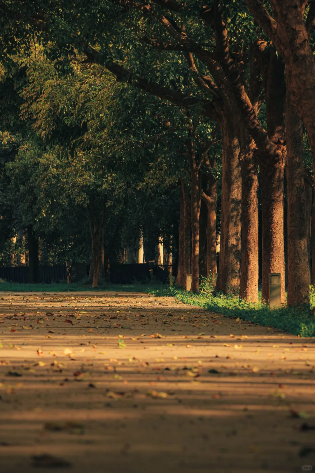 桑浦山校区 | 依山筑梦,以光为引