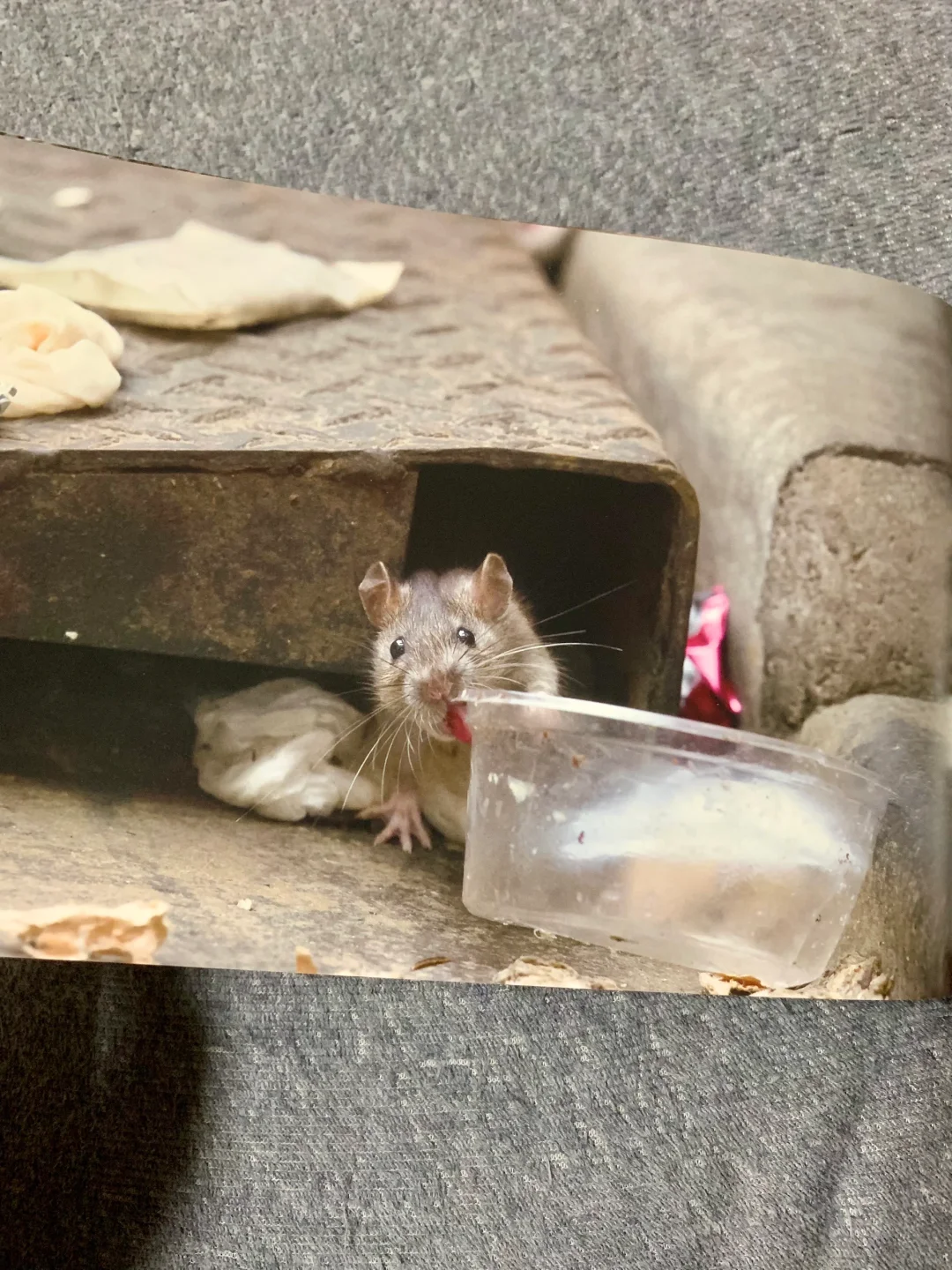 🇯🇵野鼠写真集｜拍摄住在街头的野生老鼠🐀
