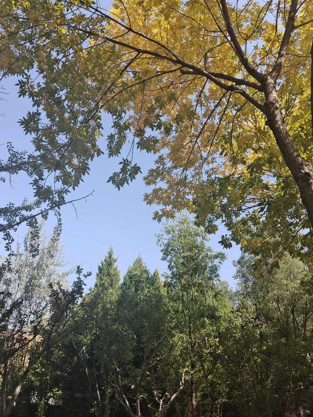 【选调驻村日志（十）】