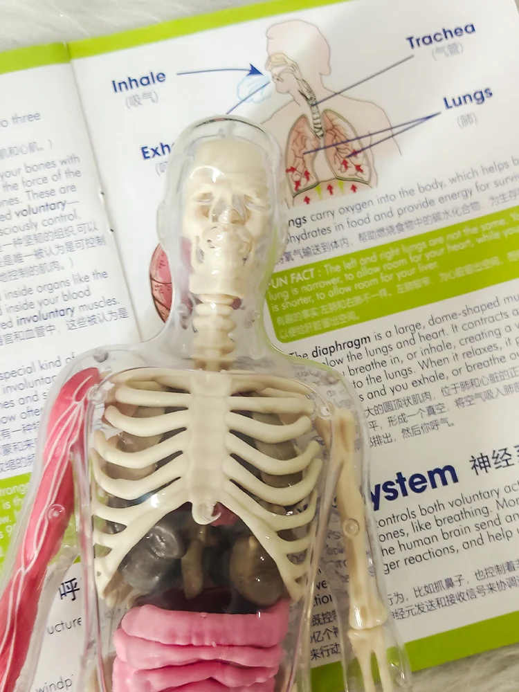 带你一起玩转生动形象的STEM人体模型玩具