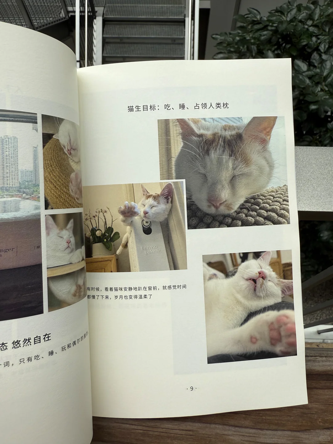 为宠物做本书 点心的第一本猫写真集