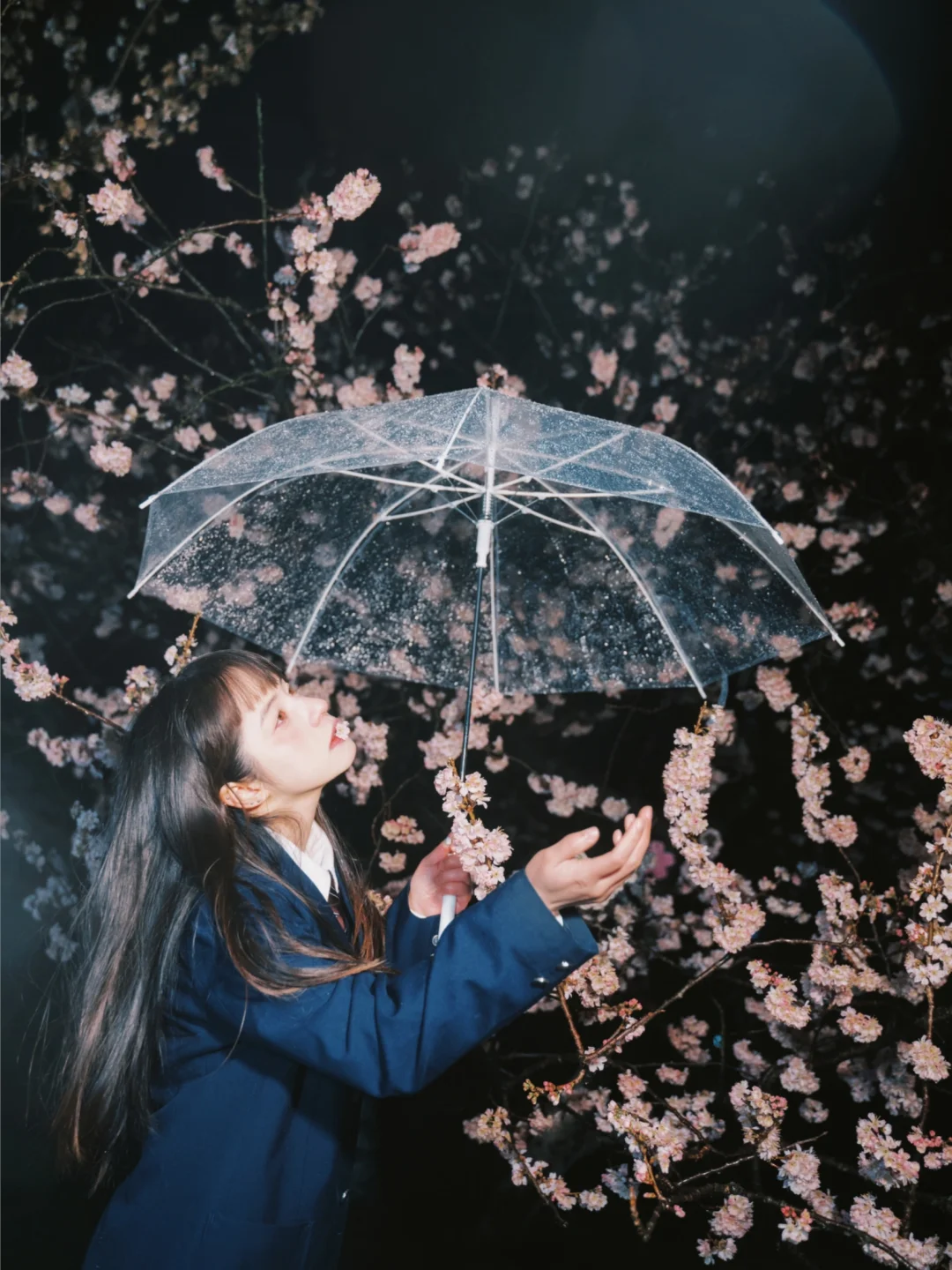 雨夜的空气是樱花味的🌸｜夜樱