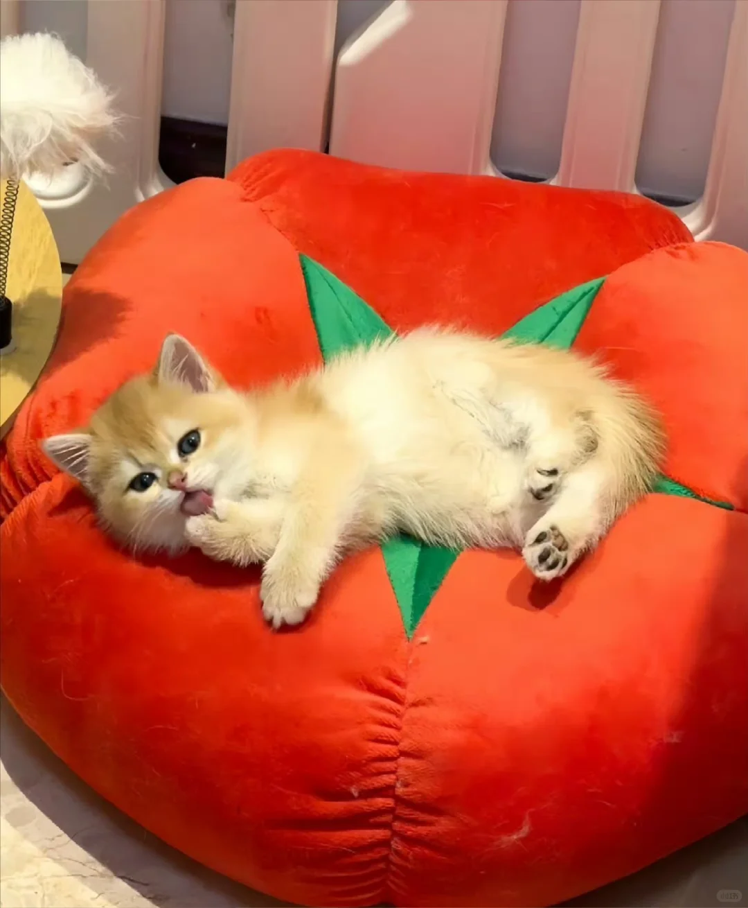 快晒出你家小宝儿的美照给我看！！！