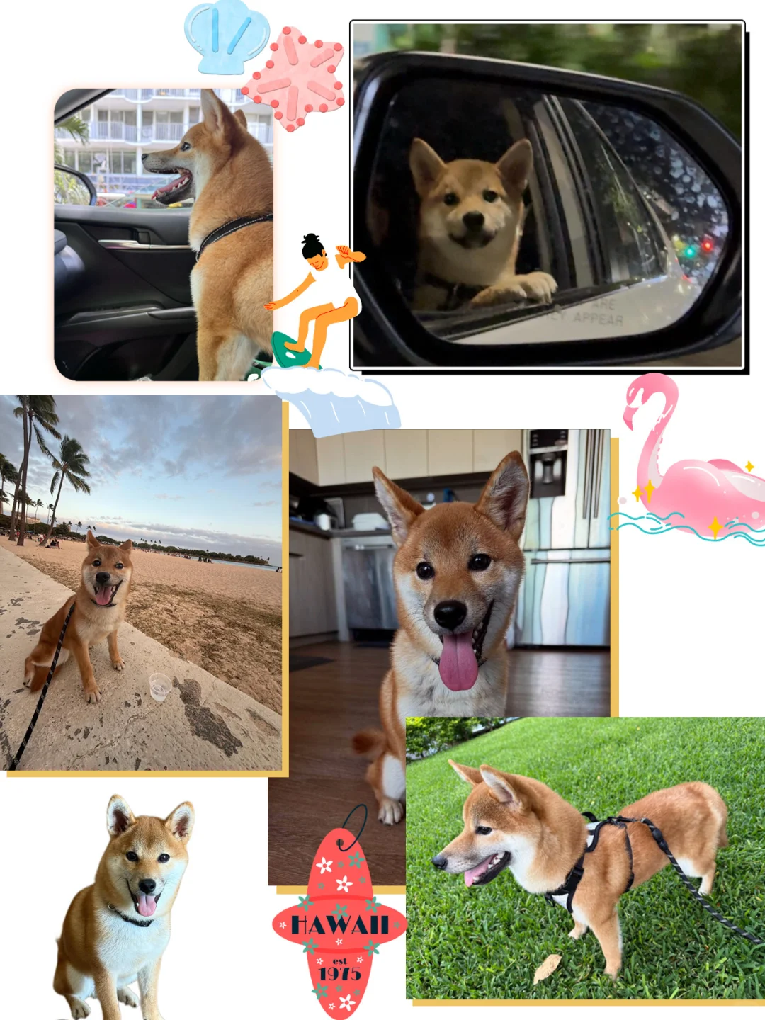 東京赤柴犬Kasai 落户夏威夷～
