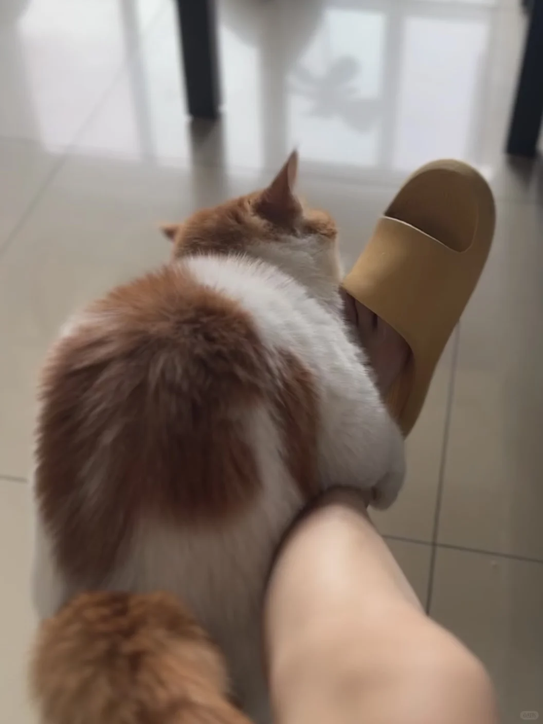这是不是你们在找的瑟瑟小猫～