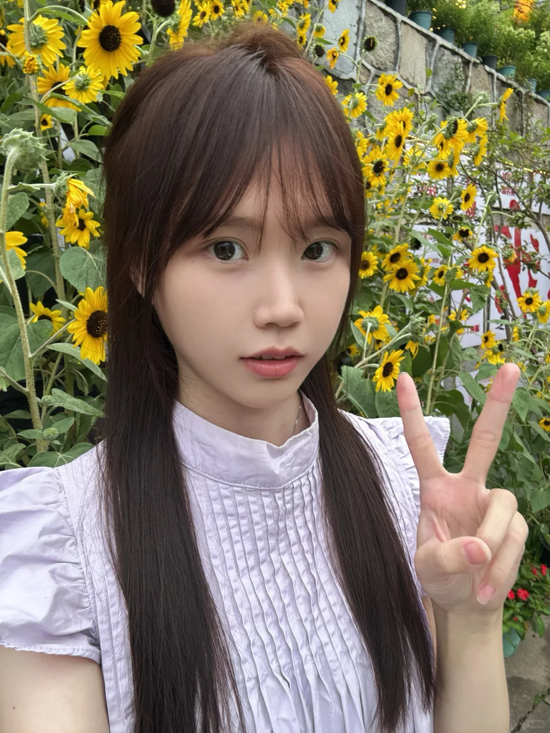 向日葵🌻的花语是