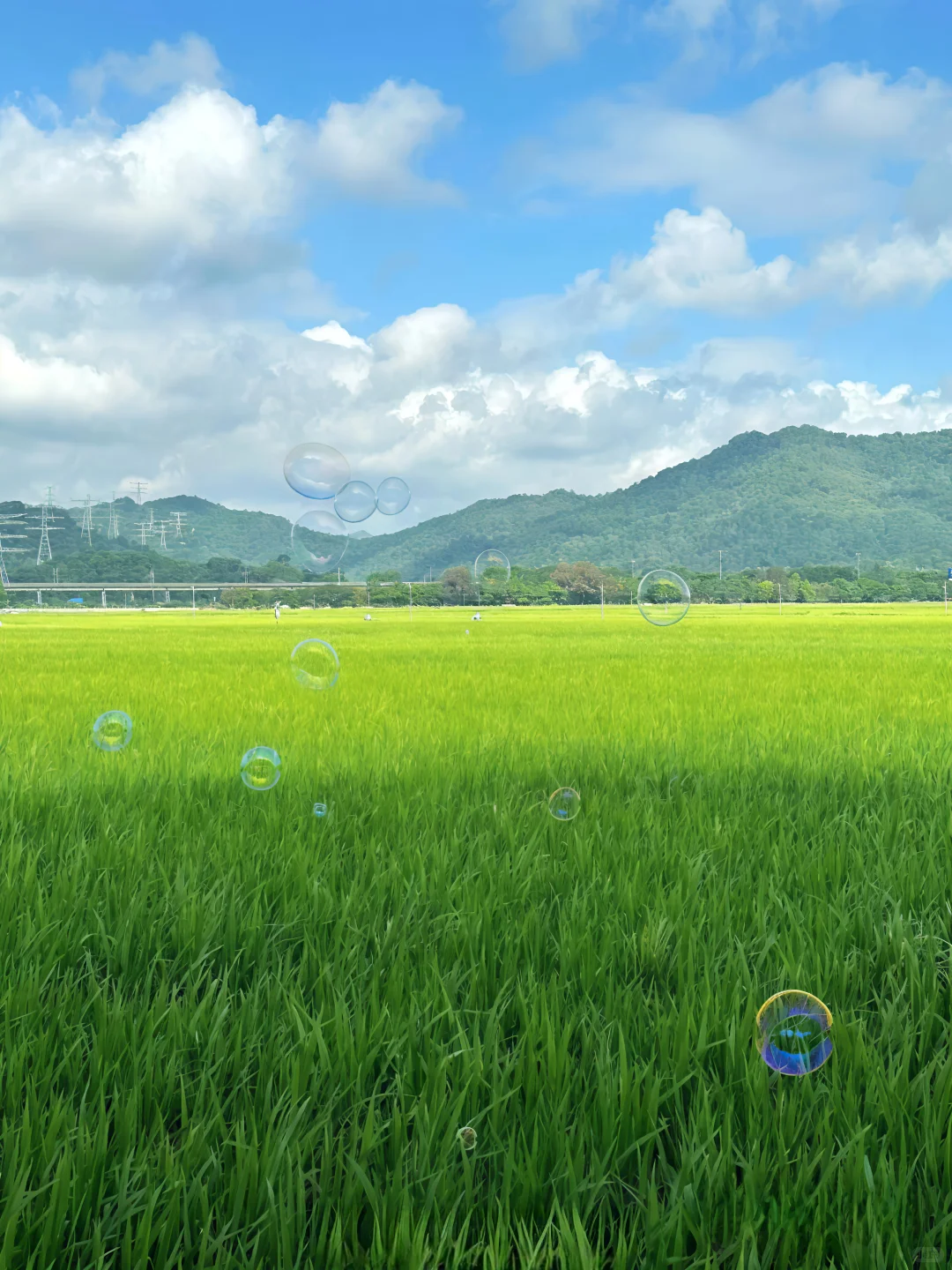☀️阳光透过树叶的缝隙洒下来🍃