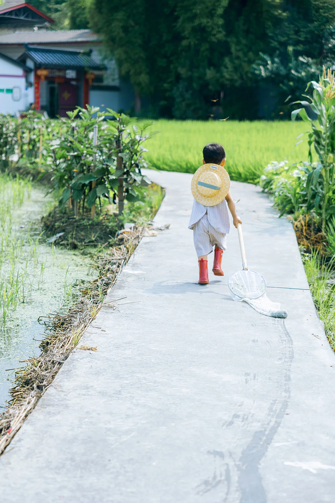 成都拍照｜小众免费稻田拍照地🌾童年的夏天