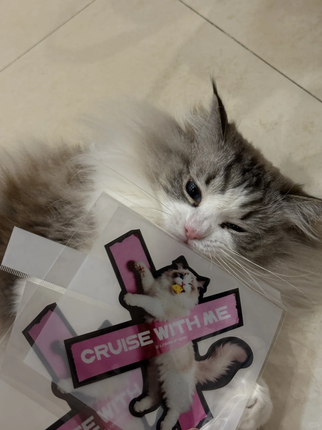 我家猫偷偷背着我出去做嫩模？？